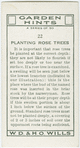 Planting rose trees.