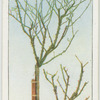 Pruning standard rose trees.