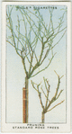 Pruning standard rose trees.