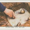 Planting lily bulbs.