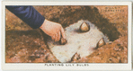 Planting lily bulbs.