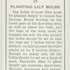 Planting lily bulbs.
