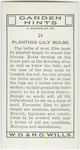 Planting lily bulbs.