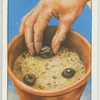 Potting early gladioli.