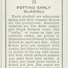 Potting early gladioli.