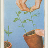"Stopping" sweet pea seedlings.