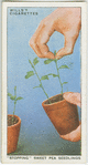 "Stopping" sweet pea seedlings.