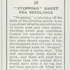 "Stopping" sweet pea seedlings.
