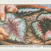 Propogating ornamental leaf begonias.