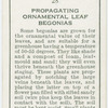 Propogating ornamental leaf begonias.