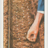 Sowing peas.