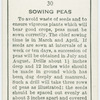 Sowing peas.