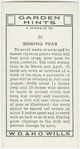 Sowing peas.