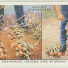 Preparing onions for storage.