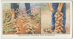 Preparing onions for storage.
