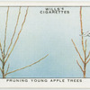 Pruning young apple trees.