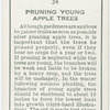 Pruning young apple trees.