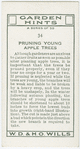 Pruning young apple trees.