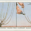 Pruning young red currant bushes.