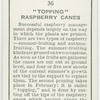 "Topping" raspberry canes.