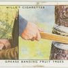 Grease banding fruit trees.