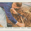 Root pruning cordon fruit trees.