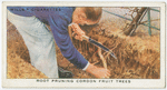 Root pruning cordon fruit trees.