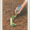 Planting out seedlings.