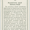 Planting out seedlings.