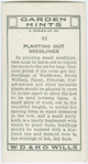 Planting out seedlings.