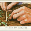Pricking off seedlings.