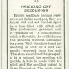 Pricking off seedlings.