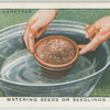 Watering seeds or seedlings.