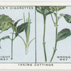 Taking cuttings.