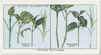 Taking cuttings.