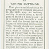 Taking cuttings.