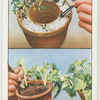 Inserting plant cuttings.