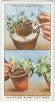 Inserting plant cuttings.