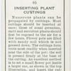 Inserting plant cuttings.