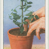 Potting young plants.