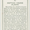 Potting young plants.