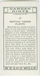 Potting young plants.