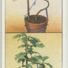 Growing a dwarf japanese tree.