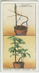Growing a dwarf japanese tree.
