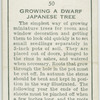 Growing a dwarf japanese tree.