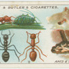 Ants and part of nest.