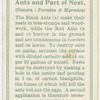 Ants and part of nest.