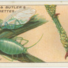Aphides or green-fly.