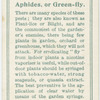 Aphides or green-fly.