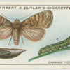 Cabbage moth, larva and pupa.